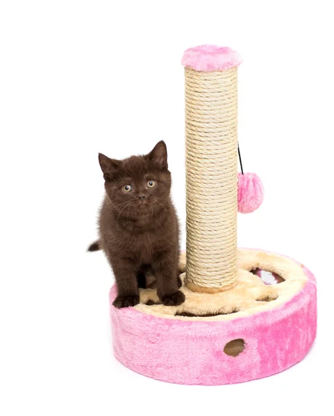 Adorable british little kitten posing — Stock Photo, Image