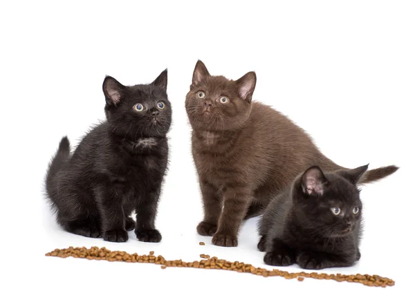 Adorable british little kitten eating — Stock Photo, Image