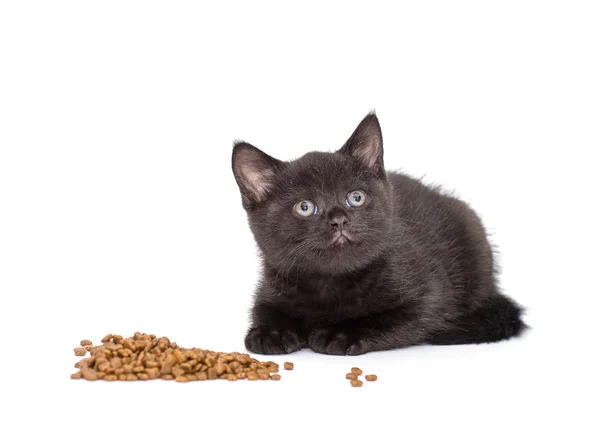 Adorable british little kitten eating — Stock Photo, Image