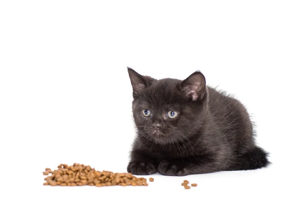 Adorable british little kitten eating — Stock Photo, Image