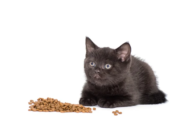 Adorable british little kitten eating — Stock Photo, Image