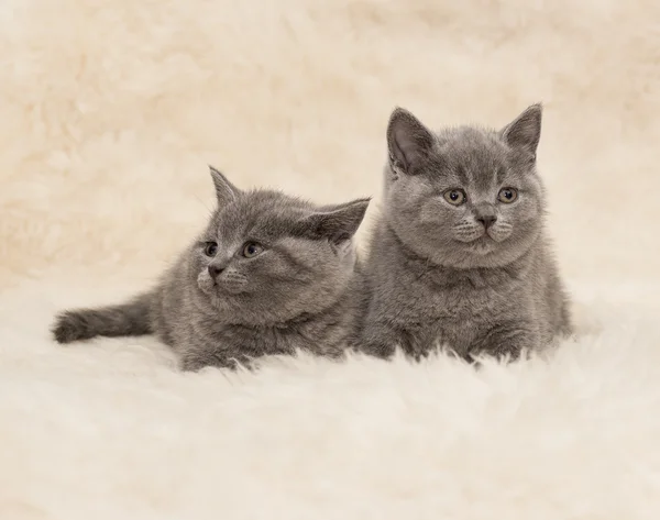 Adorable british little kitten posing on wool — Stock Photo, Image