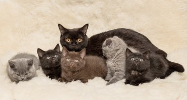 Yün poz sevimli İngiliz küçük kedi yavrusu