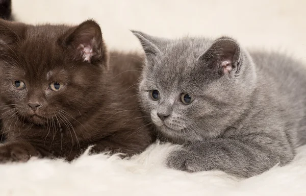 Entzückendes kleines britisches Kätzchen posiert auf Wolle — Stockfoto