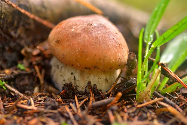 CEP paddenstoel groeit in herfst bos. Boletus. — Stockfoto
