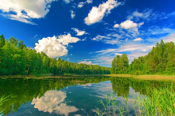 Silent lake near green forest. Stock Picture