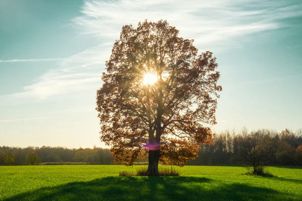 Autamn tree in field with sun — Stock Photo, Image