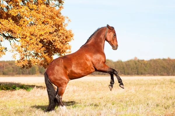 Beautiful bay stallion standing in the meadow. — Stock Photo, Image