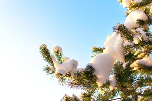 Immergrüner Weihnachtsbaum mit Neuschnee auf Weiß — Stockfoto