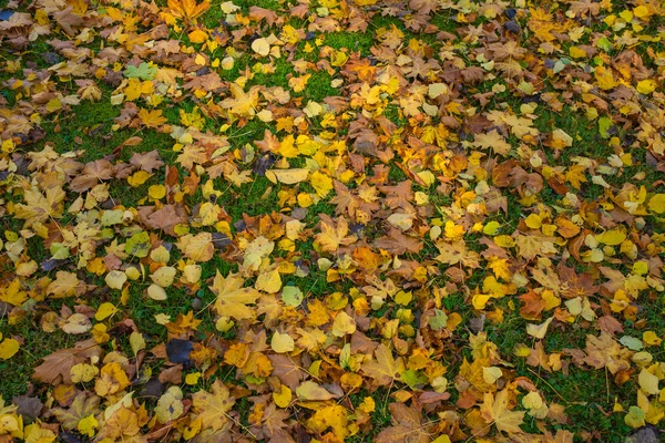 Yellow autumn maple leaves on green grass — Stock Photo, Image