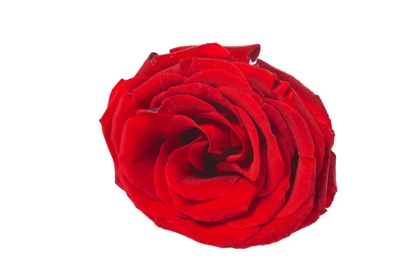 Red rose isolated on white background — Stock Photo, Image