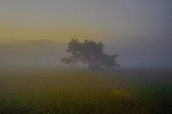 Дерево в поле с туманом — стоковое фото