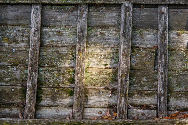 Old wood texture and Lichen — Stock Photo, Image