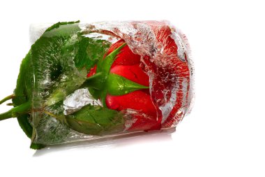 bir buzun içinde donmuş kırmızı gül