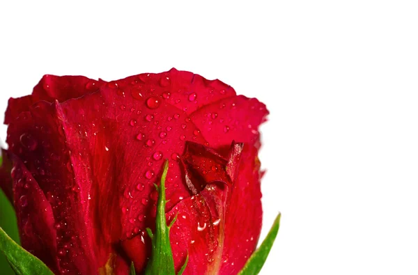 Detailní pohled na krásné tmavě červené růže — Stock fotografie