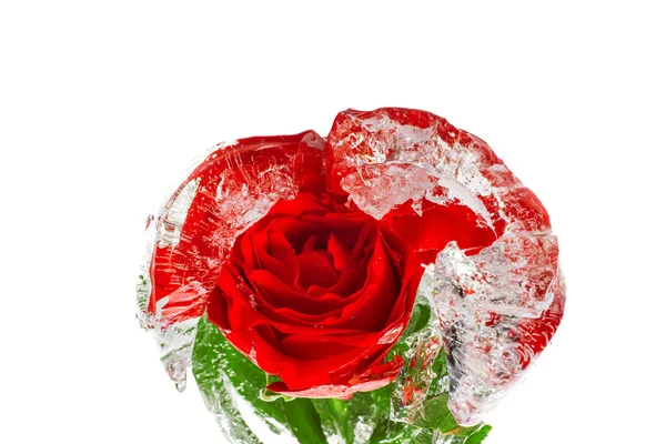 Rosa roja congelada en un hielo — Foto de Stock