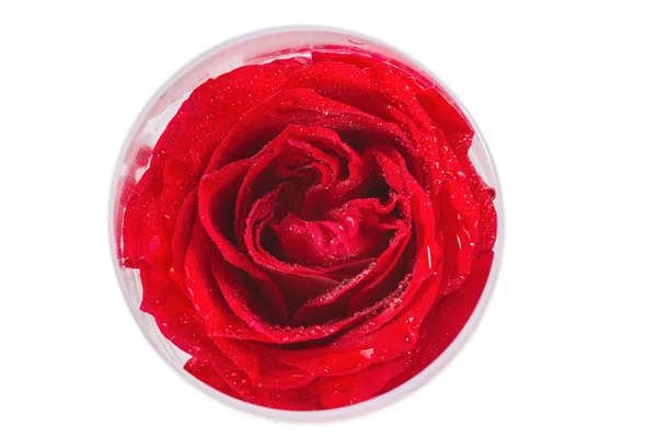 Close-up view of beatiful dark red rose in a glass — Stock Photo, Image