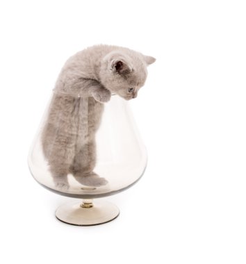 Sevimli İngiliz küçük kedi yavrusu