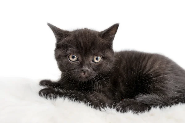 Adorable british little kitten — Stock Photo, Image