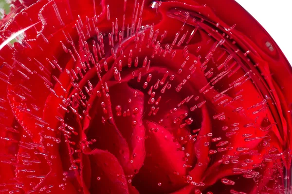 Rose inside an ice — Stock Photo, Image