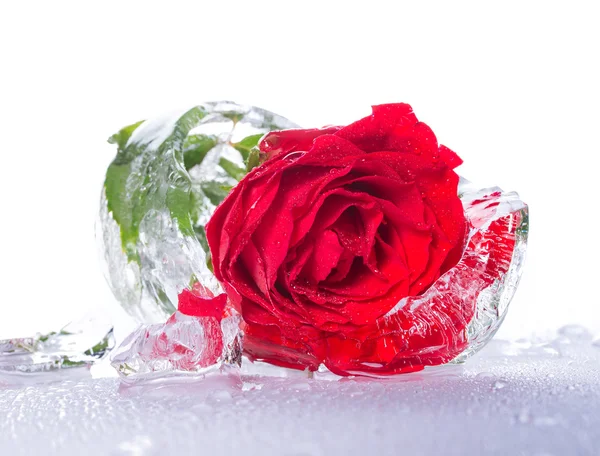 Rosa dentro de un hielo — Foto de Stock