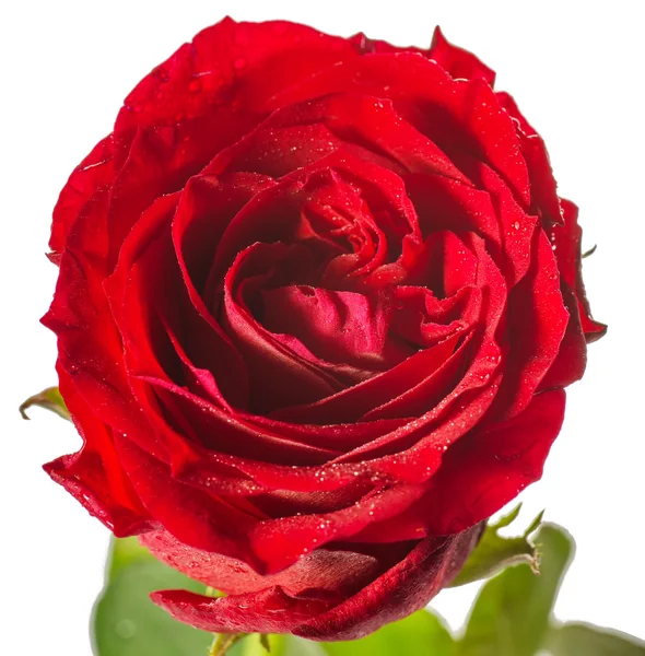 Yksittäinen punainen ruusu, eristetty valkoisella — kuvapankkivalokuva