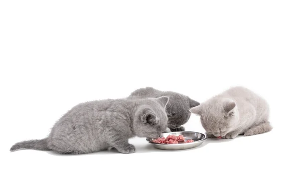 Adorable british little kitten eating — Stock Photo, Image