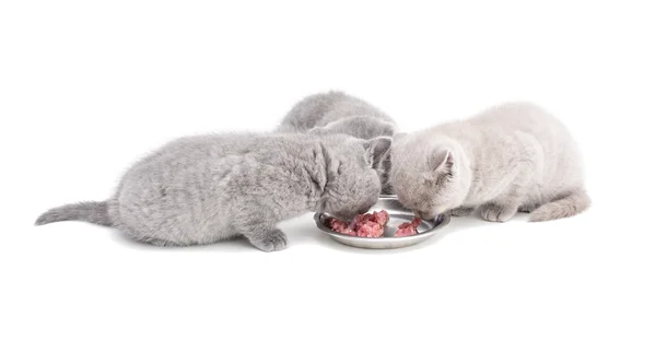 Entzückende kleine britische Kätzchen essen — Stockfoto