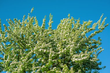 bahar beyaz çiçek elma ağacı çiçekleri