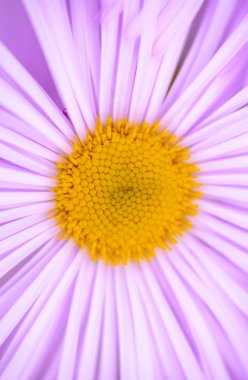 aster alpinus closeup