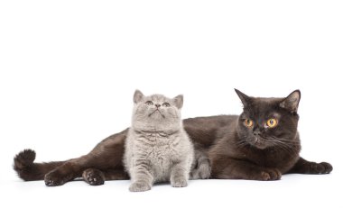 Poz sevimli İngiliz küçük kedi yavrusu