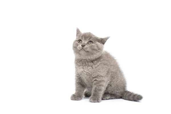 Очаровательная британская поза котенка — стоковое фото