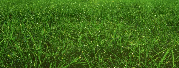 Grünes Gras Hintergrund Textur. — Stockfoto