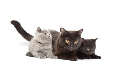 Poz sevimli İngiliz küçük kedi yavrusu