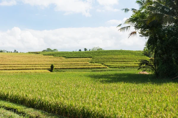 Pirinç ekimi Bali, Endonezya — Stok fotoğraf