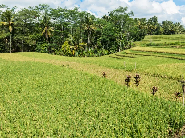 Cultivo de arroz em Bali, Indonésia — Fotografia de Stock