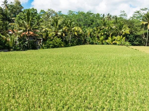 Cultivo de arroz em Bali, Indonésia — Fotografia de Stock