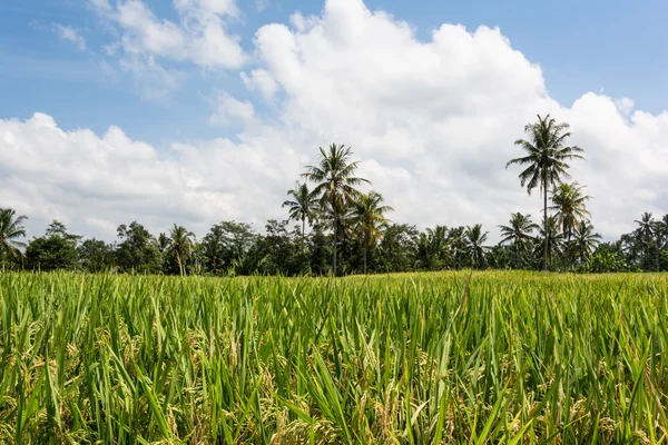 Cultivo de arroz en Bali, Indonesia — Foto de Stock