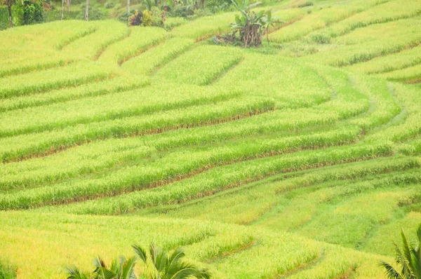 Terrazas de arroz de la isla de Bali, Indonesia — Foto de Stock