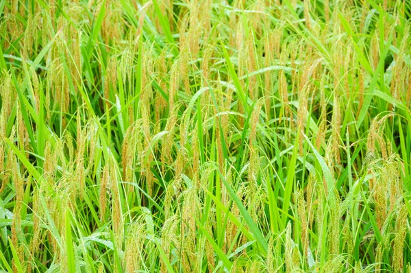 Рисовое поле Бали, Индонезия, подробности — стоковое фото