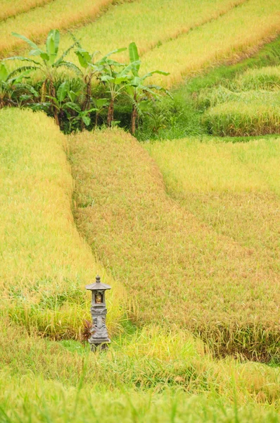 Terraço de arroz da Ilha Bali, Indonésia, com santuário — Fotografia de Stock