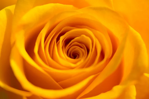 Orange Rose Stockbild