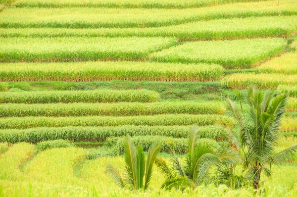 Terraços de arroz de Bali Island, Indonésia, detalhe — Fotografia de Stock