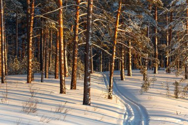 Gün batımında çam ormanı. Batan güneşin ışınlarında çam gövdeleri.