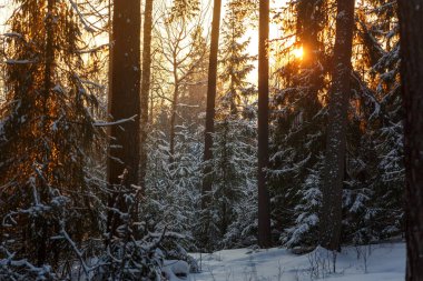 Gün batımında çam ormanı. Batan güneşin ışınlarında çam gövdeleri.