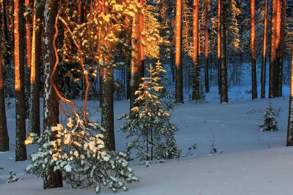 Zimowy Las Sosnowy Zachodzie Słońca Sosnowe Pnie Promieniach Zachodzącego Słońca Zdjęcia Stockowe bez tantiem