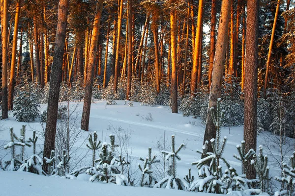 Zimowy Las Sosnowy Zachodzie Słońca Sosnowe Pnie Promieniach Zachodzącego Słońca Obrazy Stockowe bez tantiem