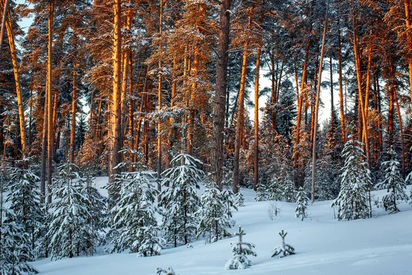Zimowy Las Sosnowy Zachodzie Słońca Sosnowe Pnie Promieniach Zachodzącego Słońca Obrazy Stockowe bez tantiem