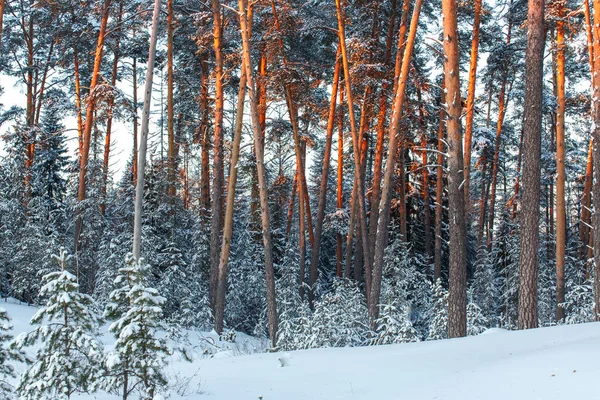 Zimowy Las Sosnowy Zachodzie Słońca Sosnowe Pnie Promieniach Zachodzącego Słońca Obrazek Stockowy