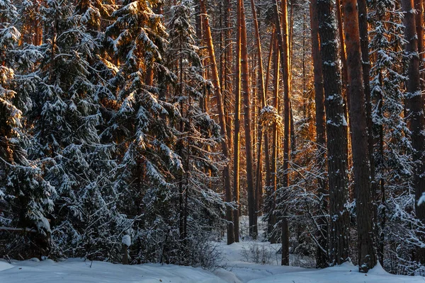 Zimowy Las Sosnowy Zachodzie Słońca Sosnowe Pnie Promieniach Zachodzącego Słońca Obrazek Stockowy